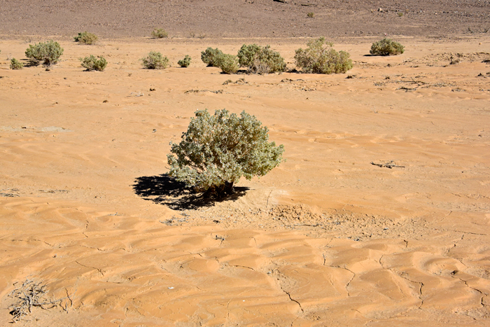 Desertholly prefers dry, sandy or stony soil often found in alluvial fans, hills, washes and slopes. Desertholly is found in the southwestern United States in AZ, CA, NV, UT. It is also native to Baja California. Atriplex hymenelytra